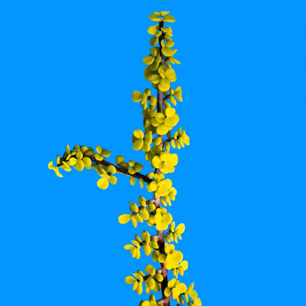 tropical greenery. creative design. minimal art gallery